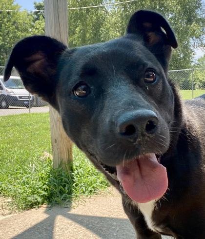 Franny, ADOPTABLE, Young Female Black Labrador Retriever.