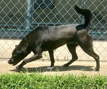 Franny, a ADOPTABLE Black Labrador Retriever in Glasgow, KY image 2/2