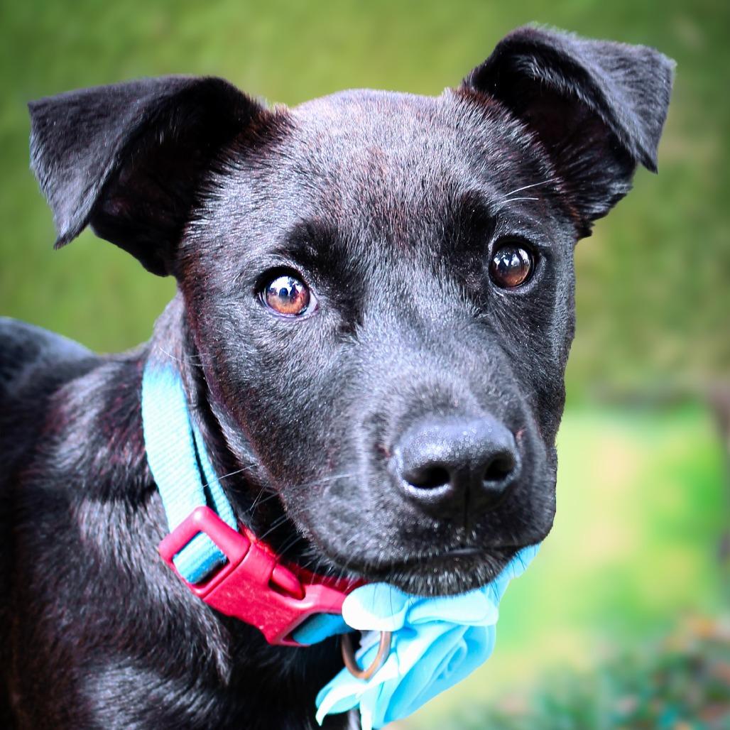 Enlarge Little Man, a Adoptable mixed breed in Lake Jackson, TX image 1/1