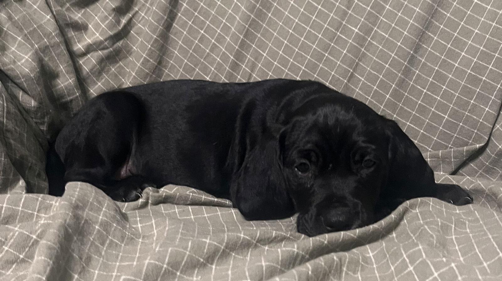 Hazelnut thumbnail 2