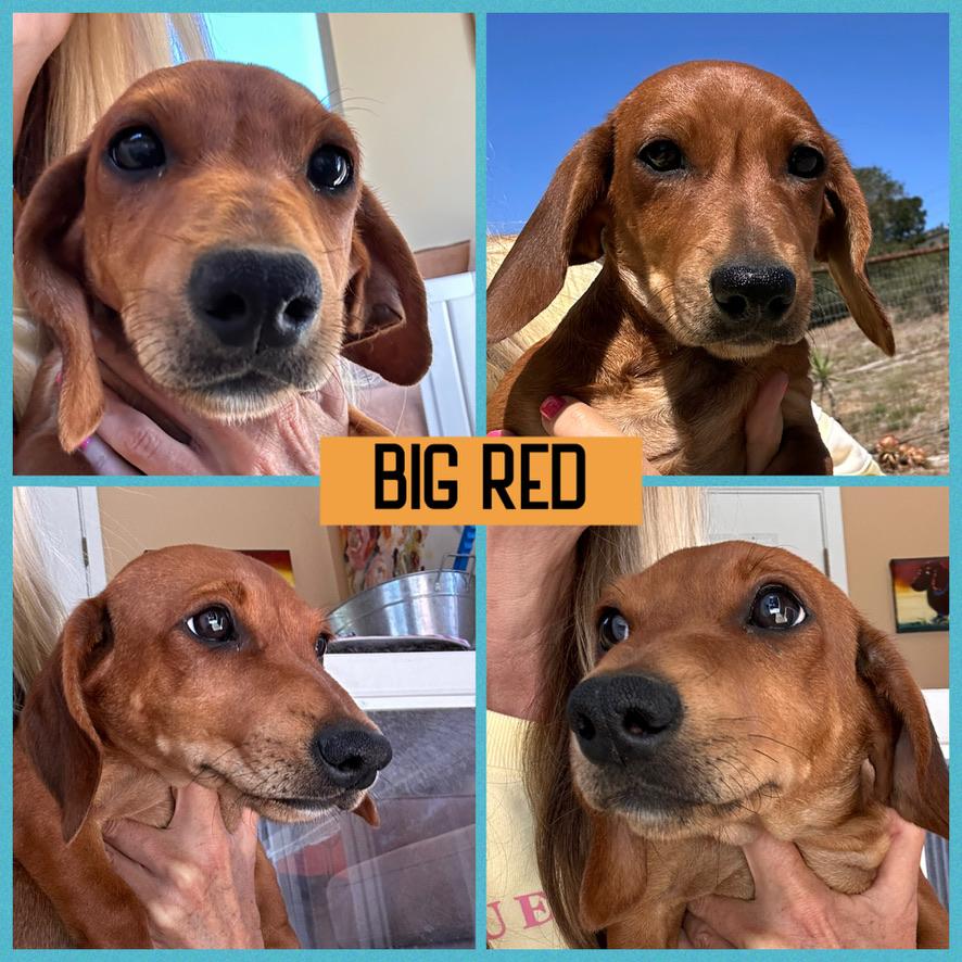 Enlarge DACHSHUND PUPPIES, a ADOPTABLE Dachshund in Arroyo Grande, CA image 4/6