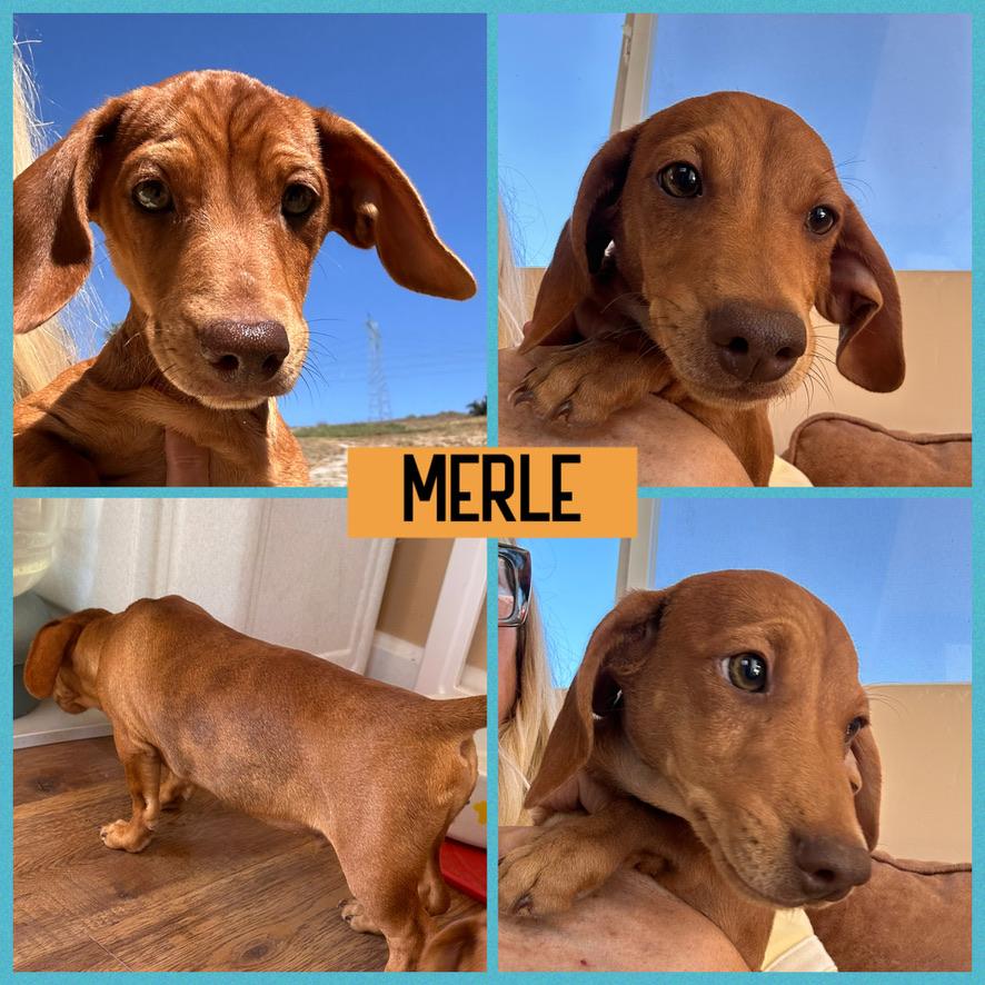 Enlarge DACHSHUND PUPPIES, a ADOPTABLE Dachshund in Arroyo Grande, CA image 3/6