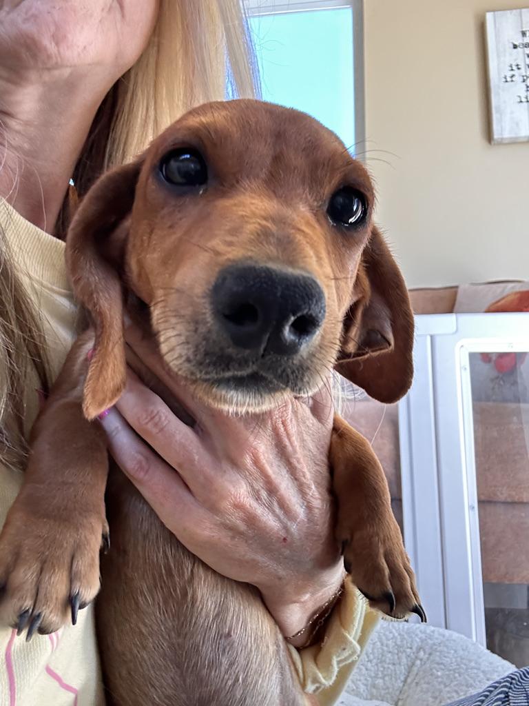 Enlarge DACHSHUND PUPPIES, a ADOPTABLE Dachshund in Arroyo Grande, CA image 6/6