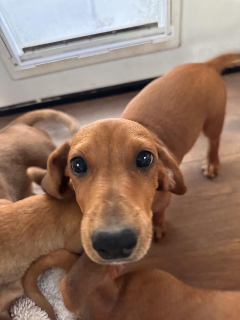 Enlarge DACHSHUND PUPPIES, a ADOPTABLE Dachshund in Arroyo Grande, CA image 5/6
