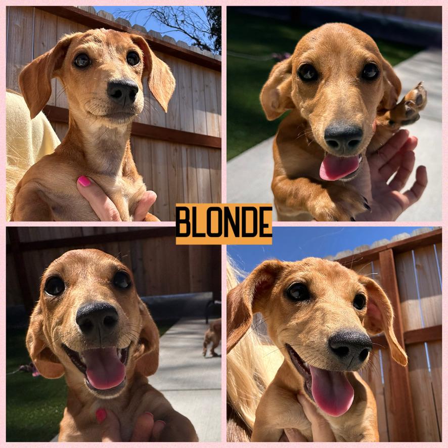 Enlarge DACHSHUND PUPPIES, a ADOPTABLE Dachshund in Arroyo Grande, CA image 2/6