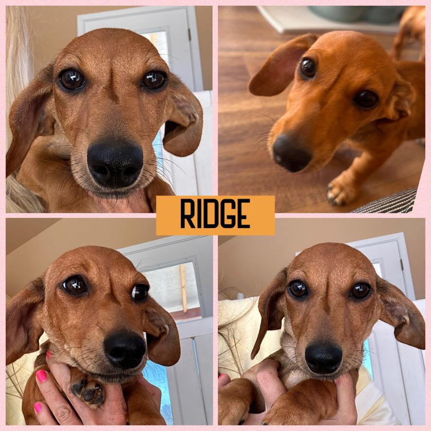 DACHSHUND PUPPIES, ADOPTABLE, Puppy Female Dachshund.