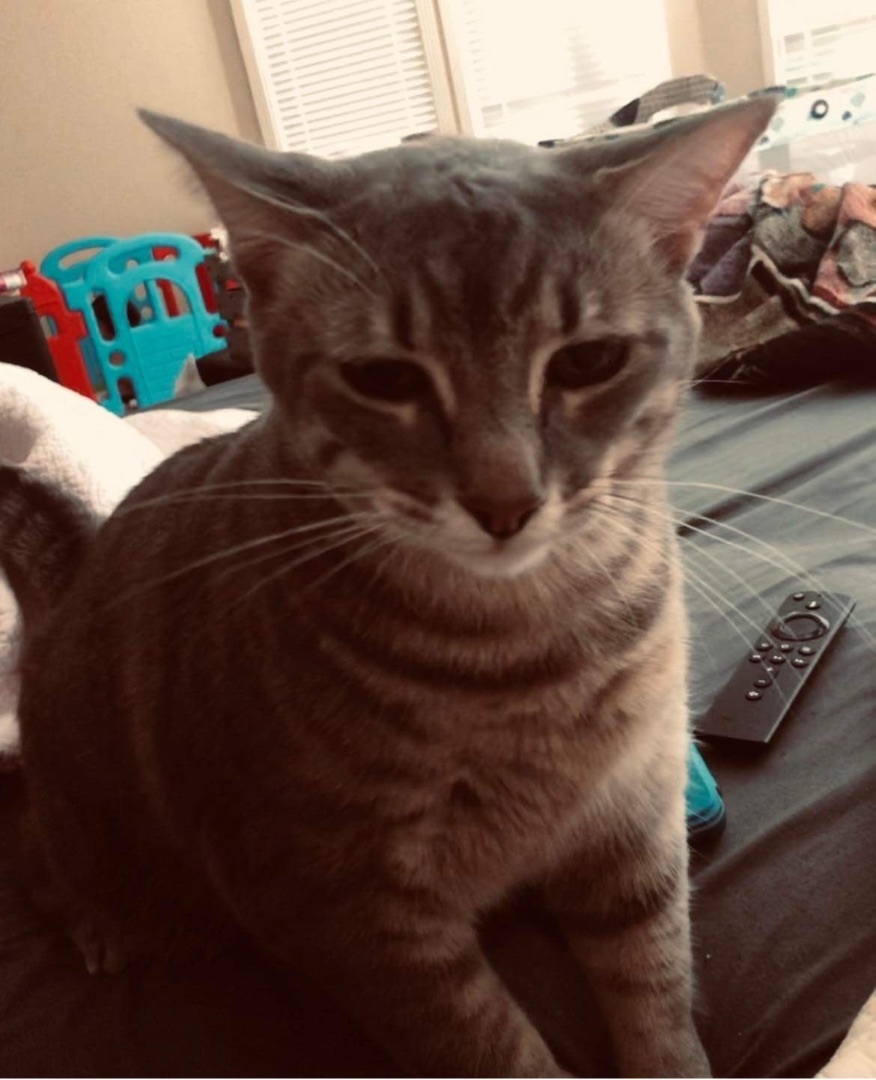 Enlarge Chunky Butt, a Adopted Domestic Short Hair in Bellevue, WA image 1/4