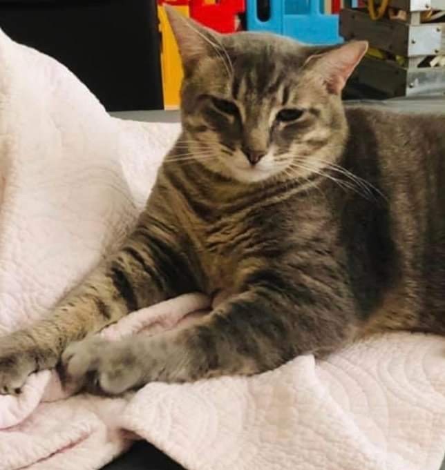 Enlarge Chunky Butt, a Adopted Domestic Short Hair in Bellevue, WA image 2/4