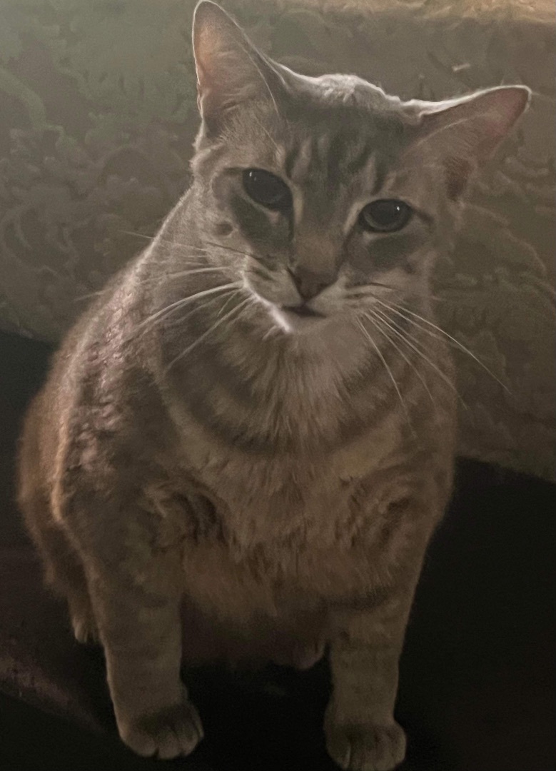 Enlarge Chunky Butt, a Adopted Domestic Short Hair in Bellevue, WA image 3/4