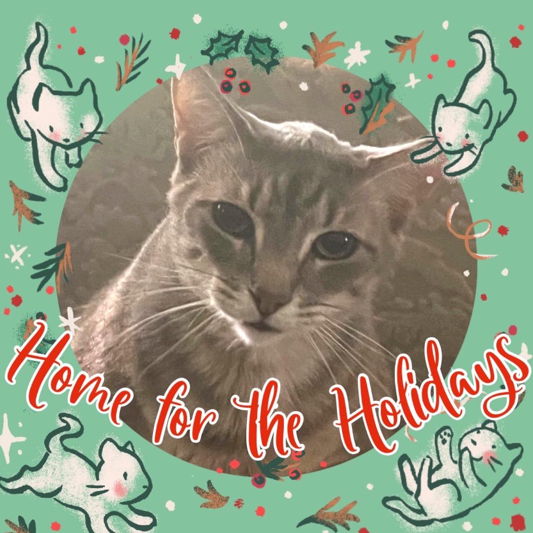 Enlarge Chunky Butt, a Adopted Domestic Short Hair in Bellevue, WA image 4/4