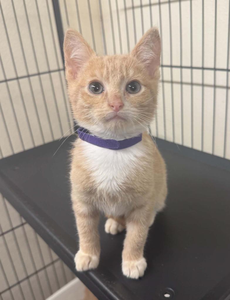 Hudson, Adoptable, Kitten Male Domestic Short Hair.
