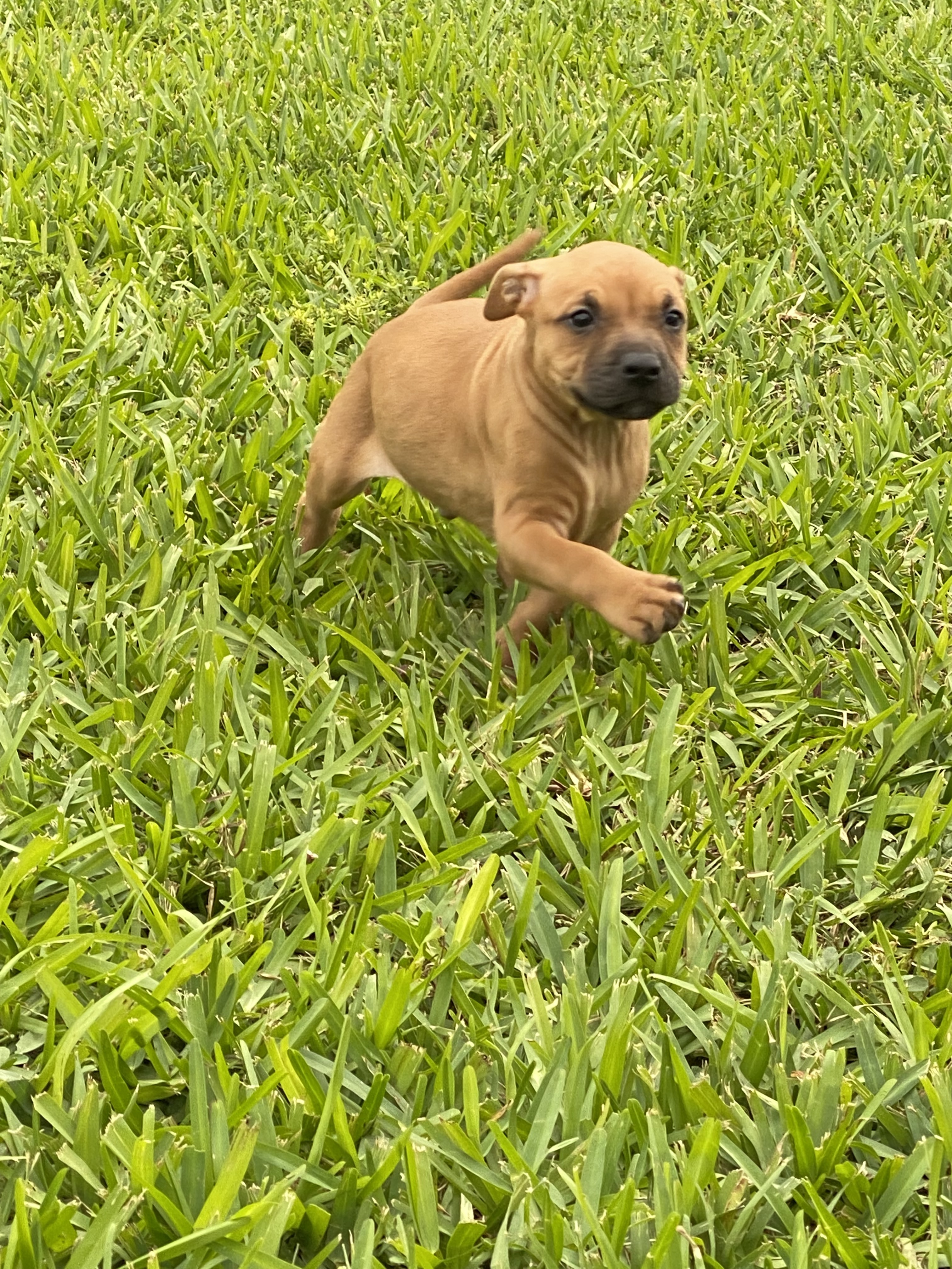 Nick, Adopted, Puppy Male American Staffordshire Terrier & Mixed Breed.