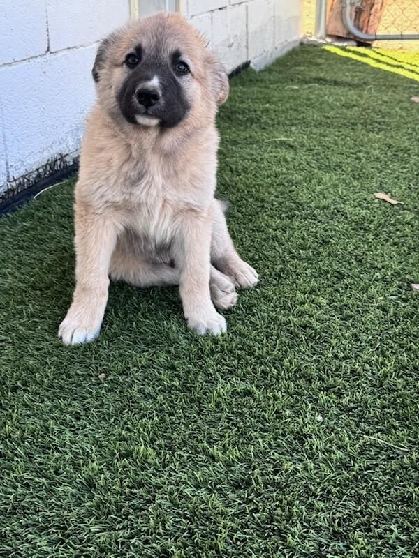 Enlarge Grizzly, a Adopted mixed breed in Van Nuys, CA image 1/4