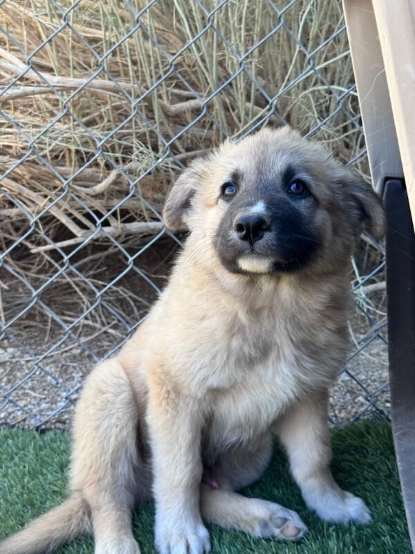 Enlarge Grizzly, a Adopted mixed breed in Van Nuys, CA image 3/4
