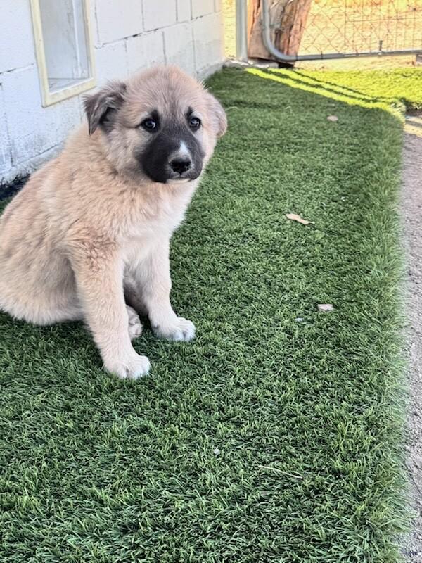 Enlarge Grizzly, a Adopted mixed breed in Van Nuys, CA image 4/4
