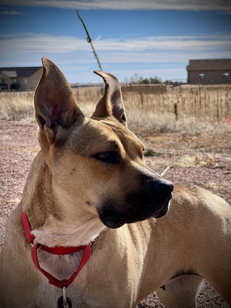Enlarge Scarlet, a Adoptable mixed breed in Lafayette, CO image 1/6