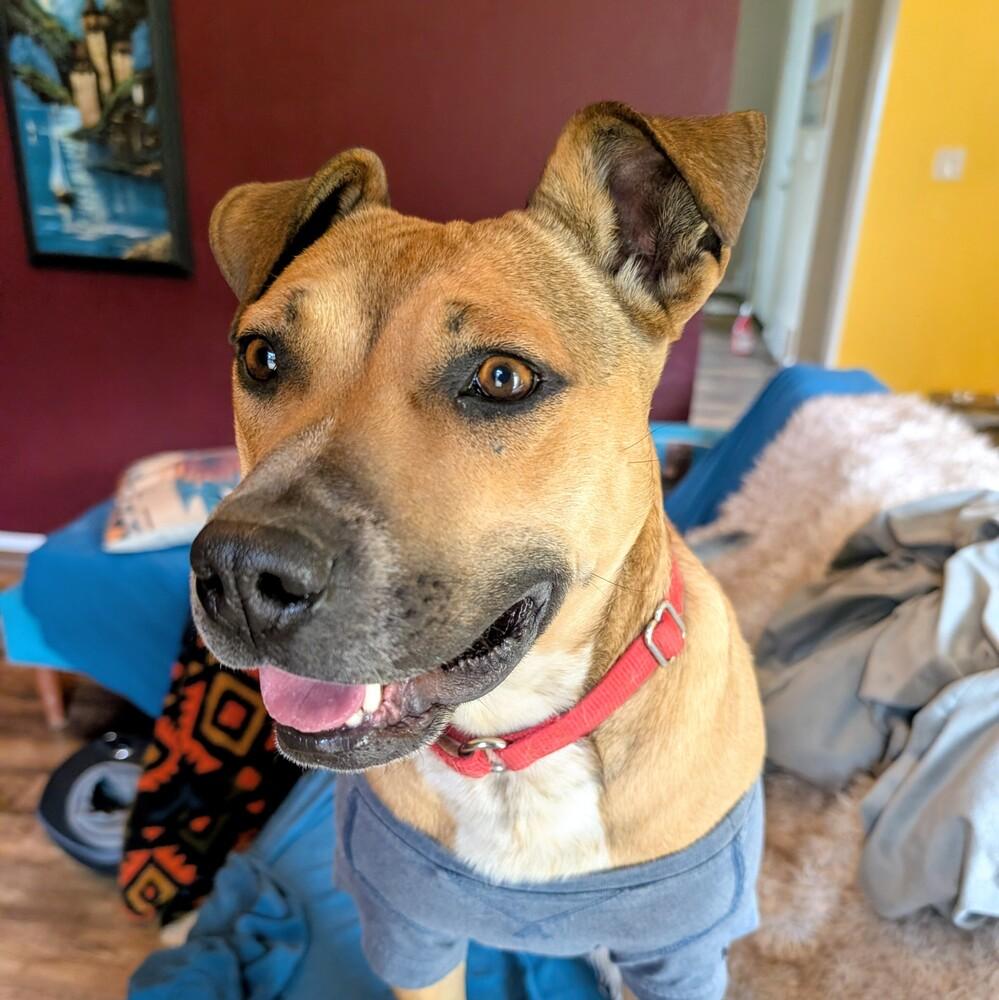 Scarlet, Adoptable, Adult Female Pit Bull Terrier & Cattle Dog.