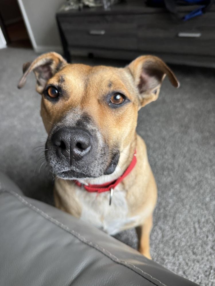 Enlarge Scarlet, a Adoptable mixed breed in Lafayette, CO image 2/6