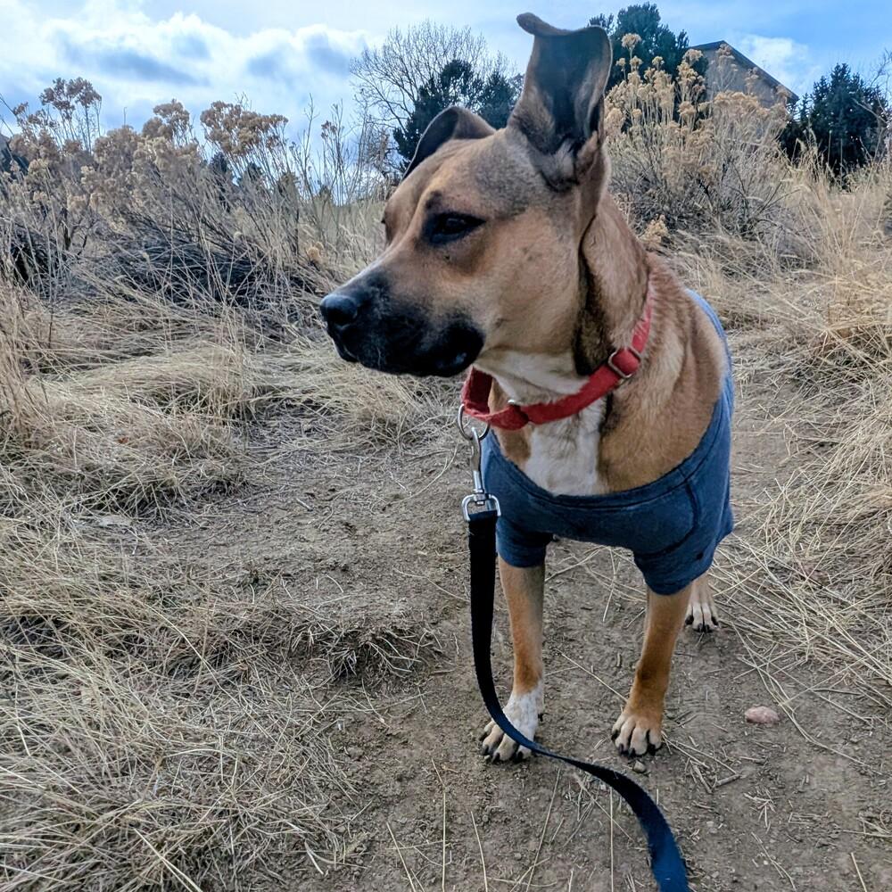 Enlarge Scarlet, a Adoptable mixed breed in Lafayette, CO image 2/6