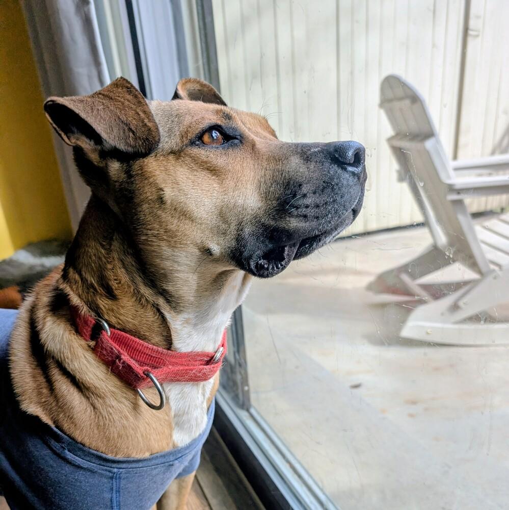 Enlarge Scarlet, a Adoptable mixed breed in Lafayette, CO image 3/6