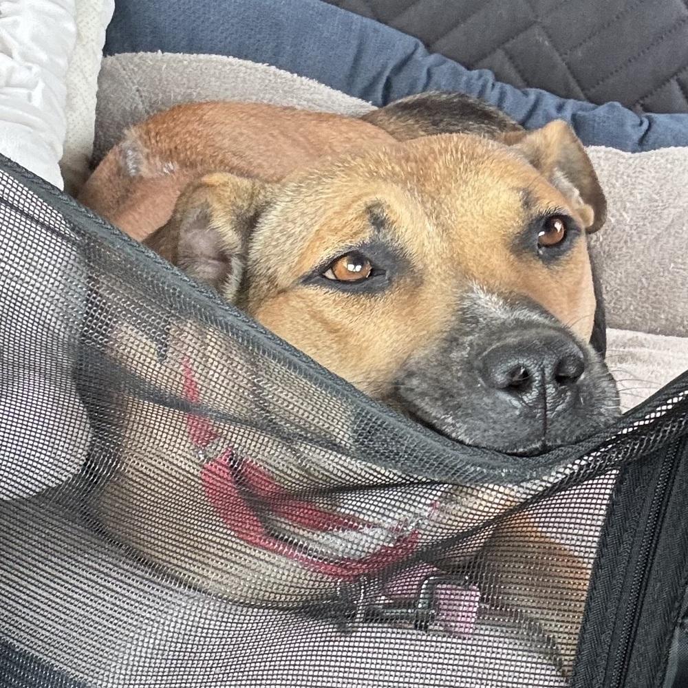 Enlarge Scarlet, a Adoptable mixed breed in Lafayette, CO image 3/6