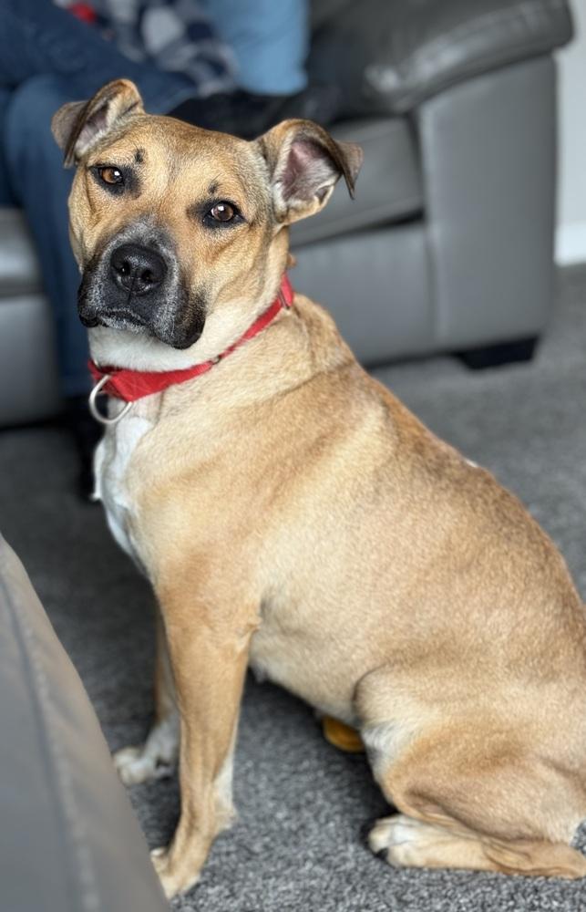 Scarlet, Adoptable, Adult Female Pit Bull Terrier & Cattle Dog.