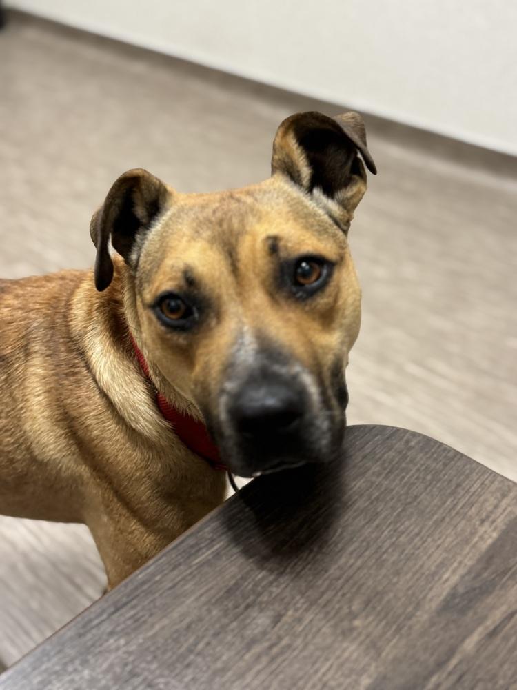 Enlarge Scarlet, a Adoptable mixed breed in Lafayette, CO image 2/6