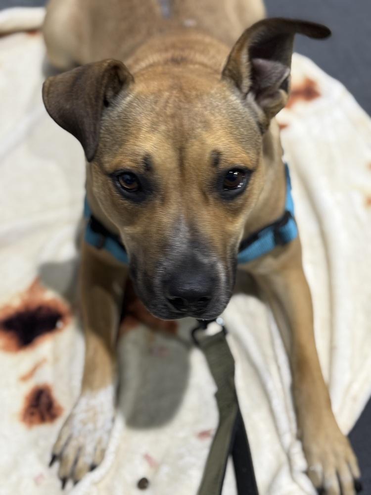 Enlarge Scarlet, a Adoptable mixed breed in Lafayette, CO image 4/6