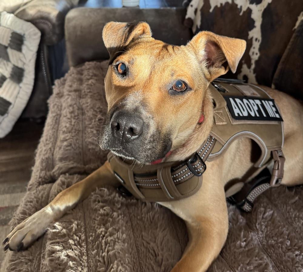 Enlarge Scarlet, a Adoptable mixed breed in Lafayette, CO image 5/6