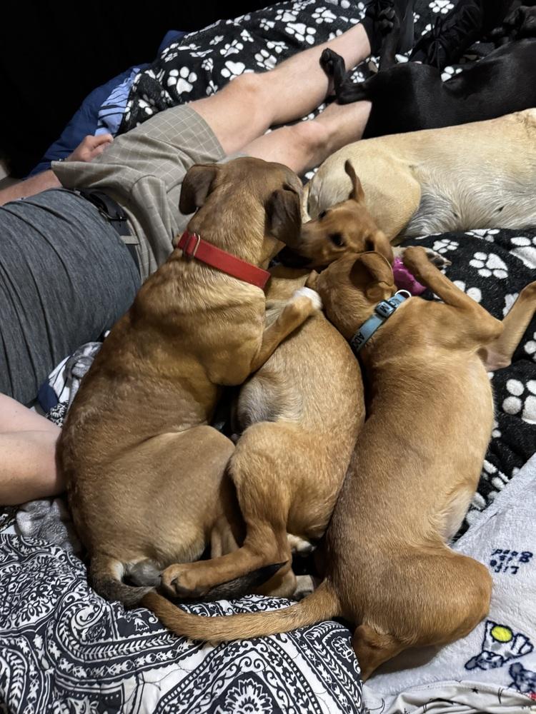 Enlarge Scarlet, a Adoptable mixed breed in Lafayette, CO image 4/6