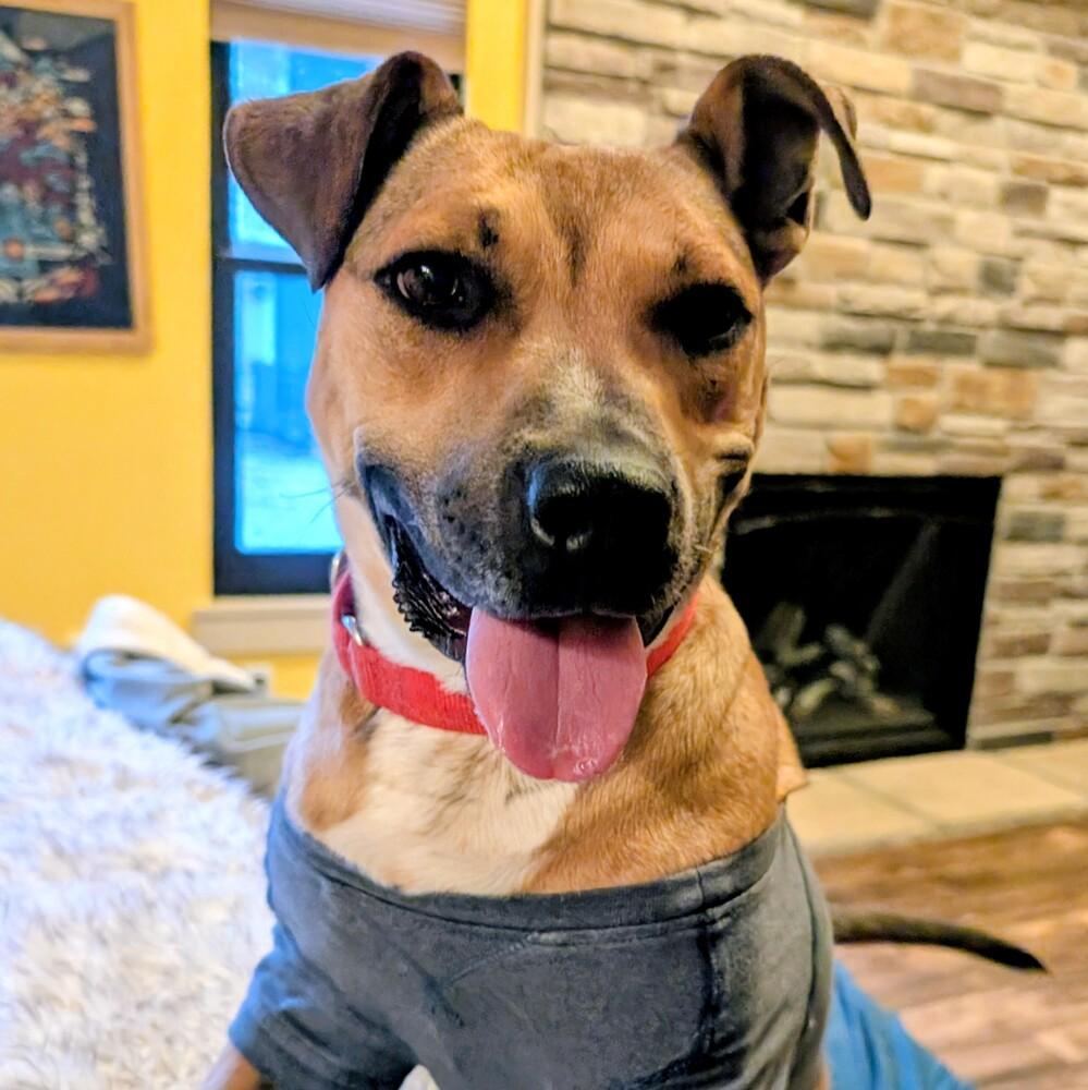 Enlarge Scarlet, a Adoptable mixed breed in Lafayette, CO image 5/6