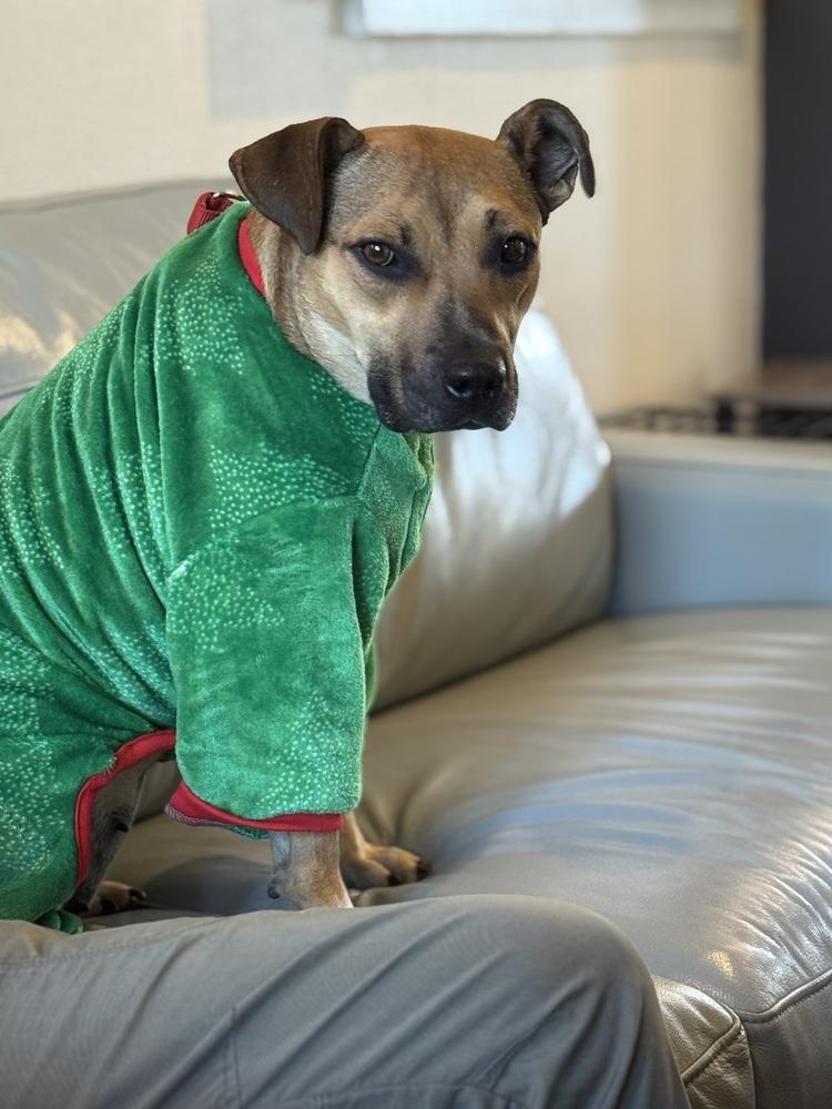 Enlarge Scarlet, a Adoptable mixed breed in Lafayette, CO image 6/6