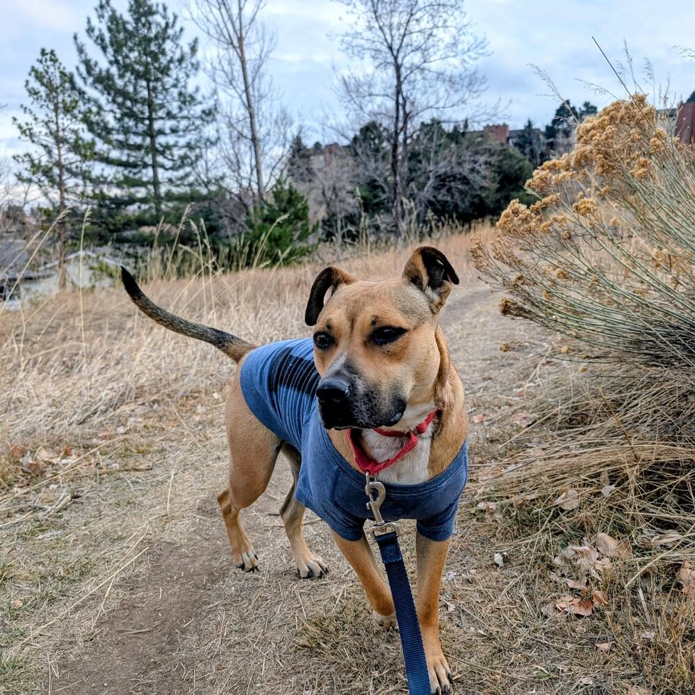 Enlarge Scarlet, a Adoptable mixed breed in Lafayette, CO image 6/6