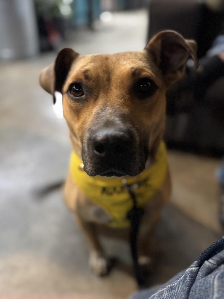 Enlarge Scarlet, a Adoptable mixed breed in Lafayette, CO image 6/6