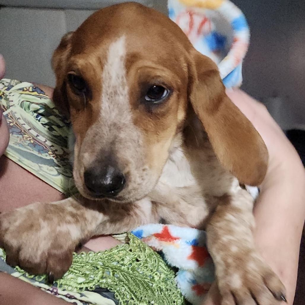 Ruby, Adoptable, Puppy Female Beagle & Hound.
