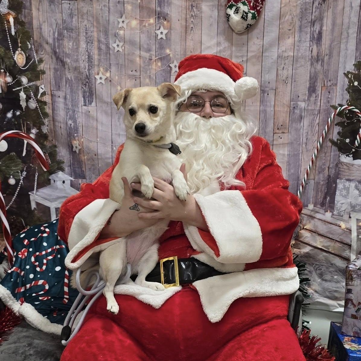 Enlarge Lilly, a ADOPTABLE mixed breed in Terre Haute, IN image 1/5