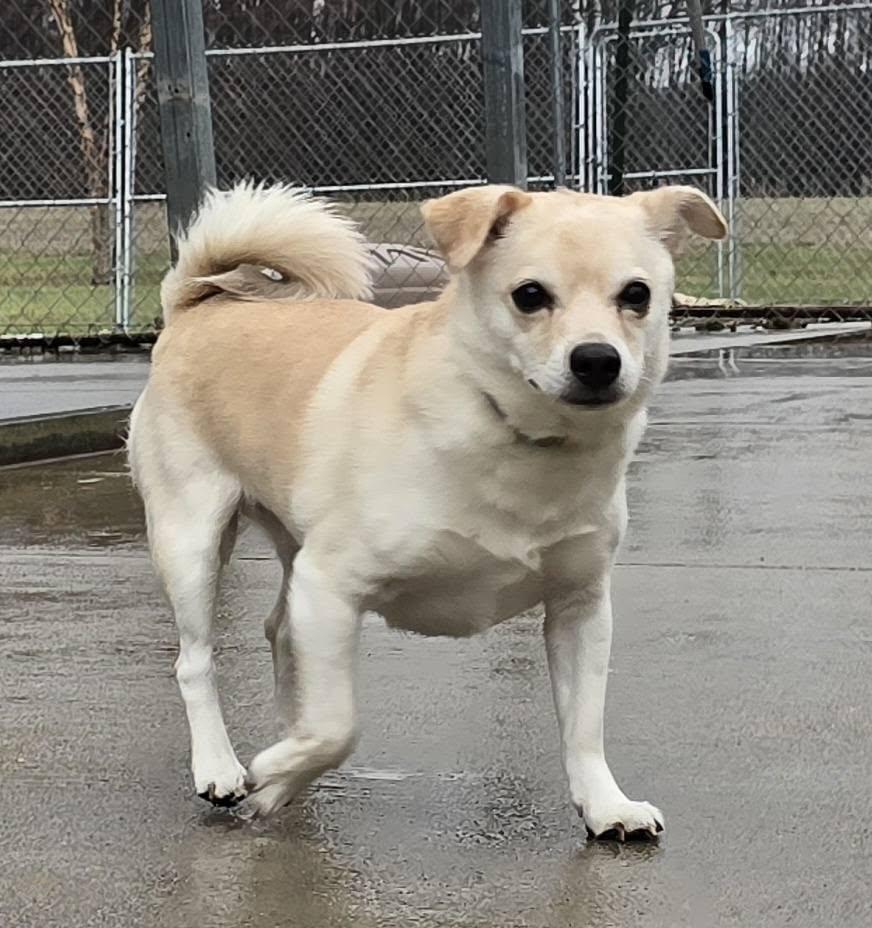Enlarge Lilly, a ADOPTABLE mixed breed in Terre Haute, IN image 2/5