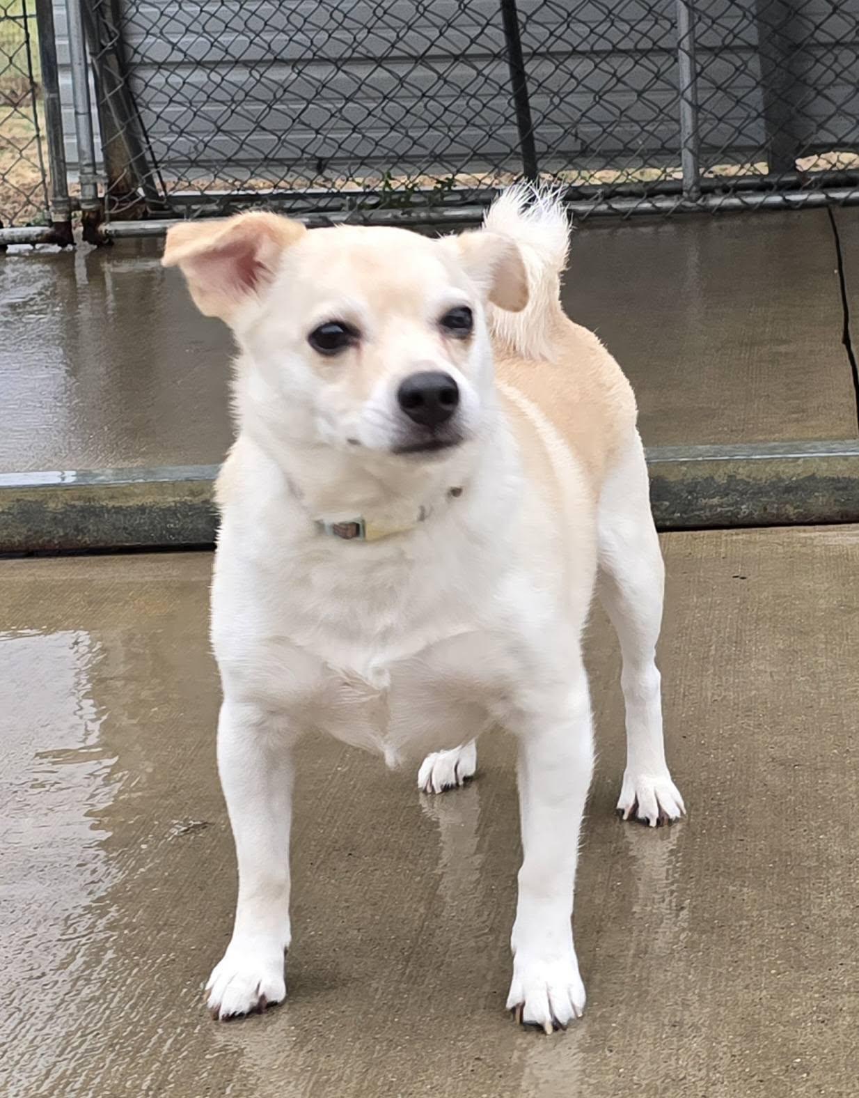 Enlarge Lilly, a ADOPTABLE mixed breed in Terre Haute, IN image 4/5