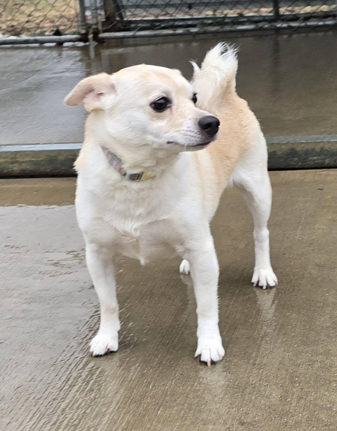 Enlarge Lilly, a ADOPTABLE mixed breed in Terre Haute, IN image 3/5