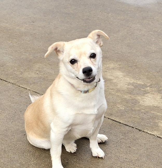 Lilly, ADOPTABLE, Adult Female Jack Russell Terrier.