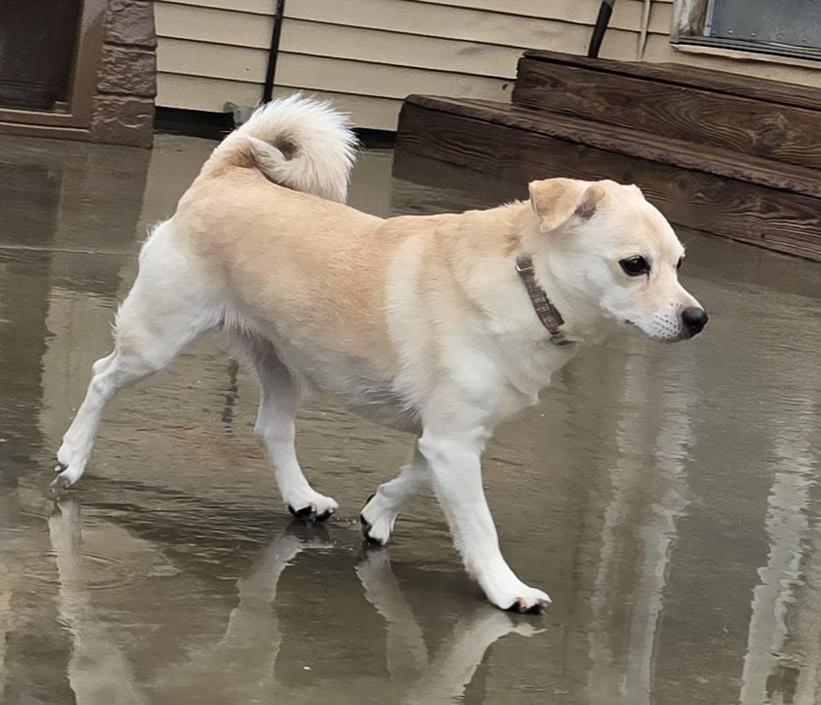 Enlarge Lilly, a ADOPTABLE mixed breed in Terre Haute, IN image 5/5