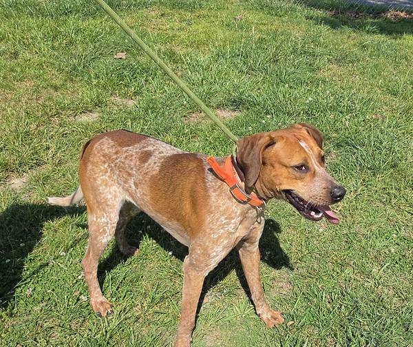 Thomas, Adoptable, Adult Male Hound.