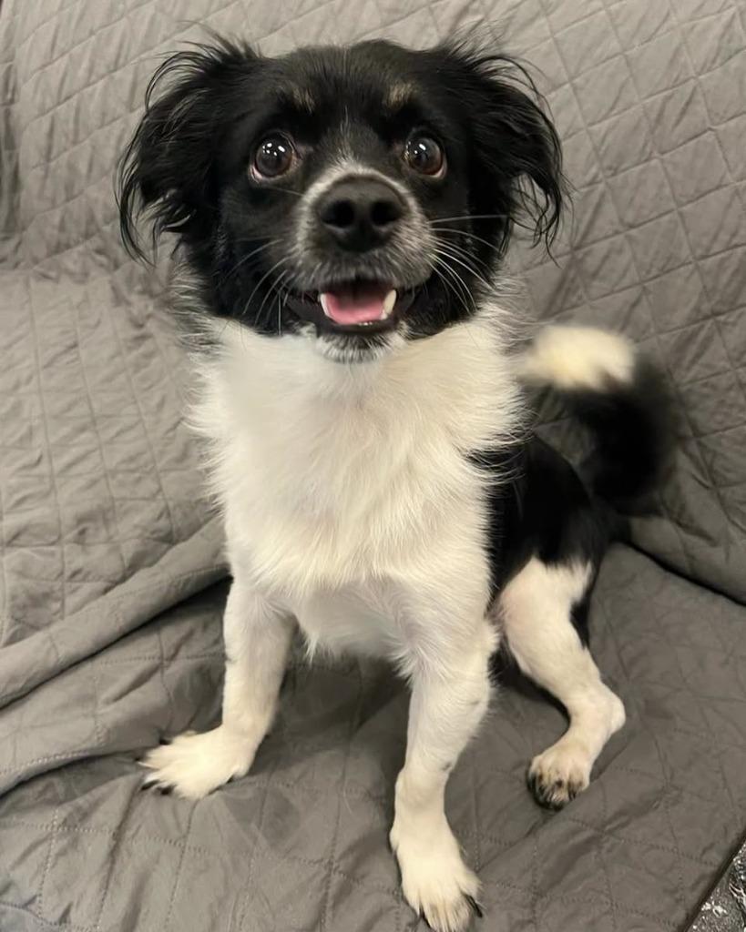Sprout, Adoptable, Young Male Chihuahua.