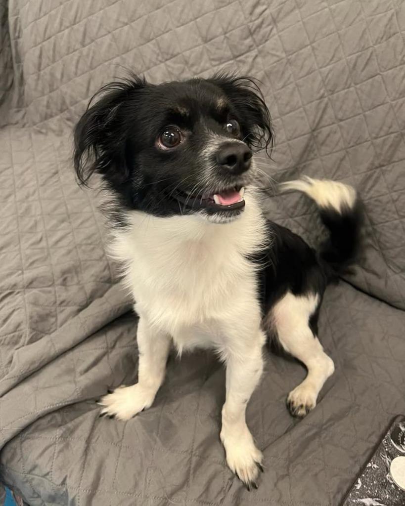 Enlarge Sprout, a Adoptable mixed breed in Muskegon, MI image 2/5