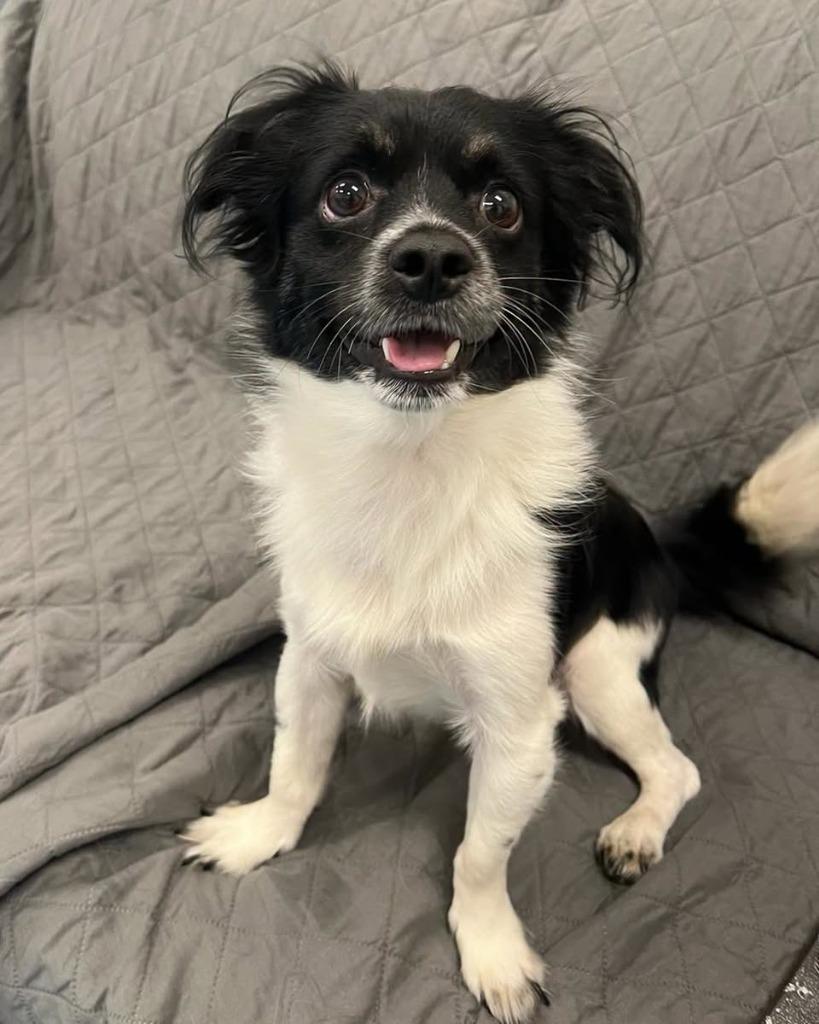 Enlarge Sprout, a Adoptable mixed breed in Muskegon, MI image 3/5