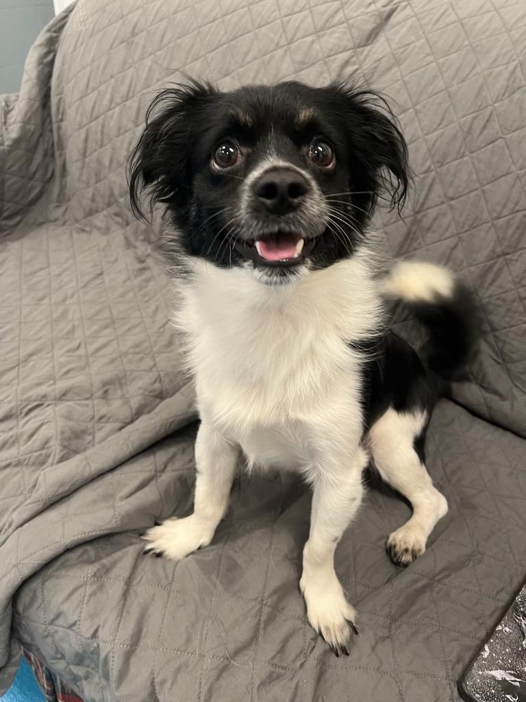 Enlarge Sprout, a Adoptable mixed breed in Muskegon, MI image 4/5