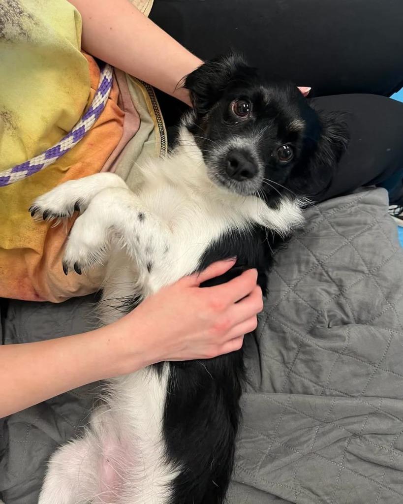 Enlarge Sprout, a Adoptable mixed breed in Muskegon, MI image 5/5