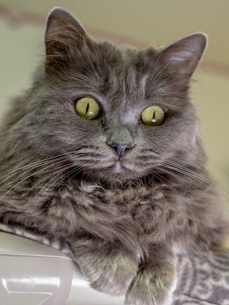 Butterscotch, Adoptable, Adult Female Domestic Long Hair.