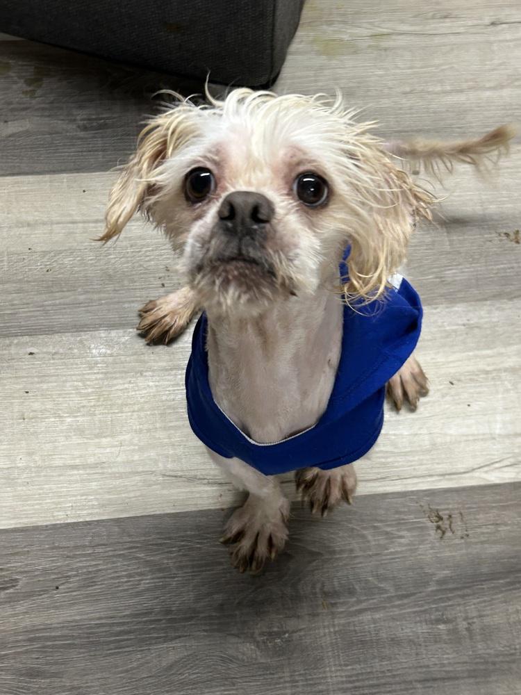 Enlarge Guy, a Adoptable Shih Tzu in Brownstown, IN image 1/1