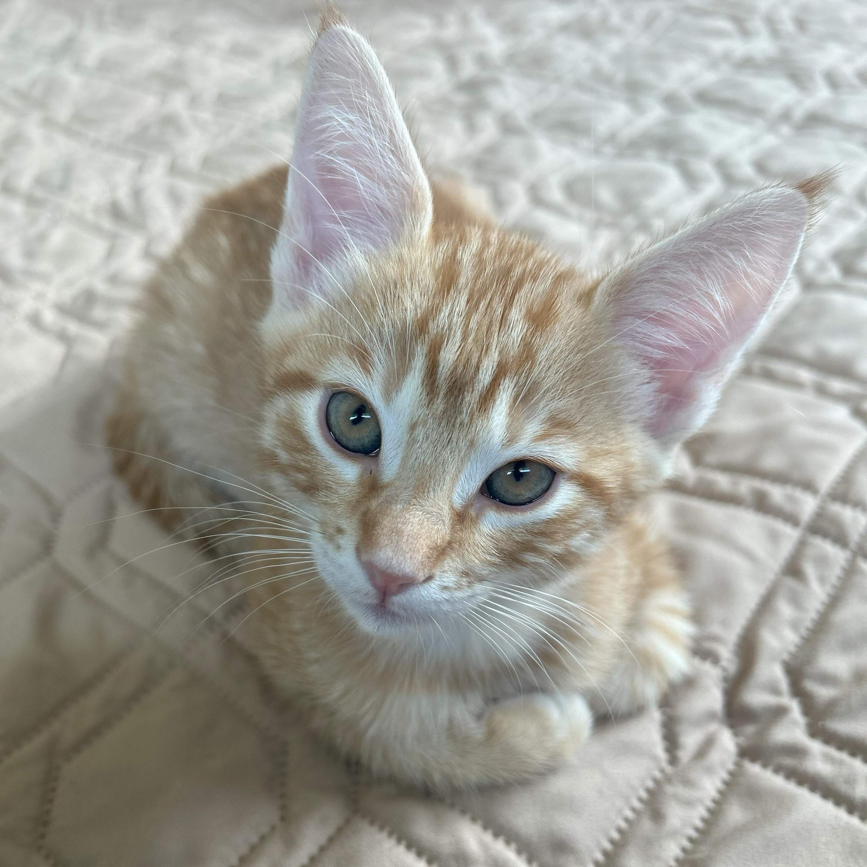 Enlarge Bryce, a Adoptable mixed breed in Magnolia, TX image 1/6